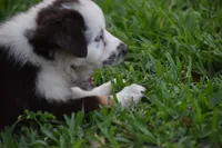 Lucille Ball Bleu, a female Australian Shepherd for sale in Port Orange, FL – Photo 2 of 4