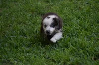 Lucille Ball Bleu, a female Australian Shepherd for sale in Port Orange, FL – Photo 4 of 4