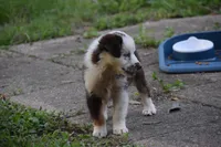 Lucille Ball Bleu, a female Australian Shepherd for sale in Port Orange, FL – Photo 3 of 4