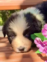 Breezy blue, a male Australian Shepherd for sale in Port Orange, FL – 8 of 10