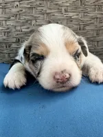 Harbor, a female Australian Shepherd for sale in Port Orange, FL – 3 of 9