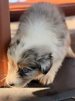 Sailor, a female Australian Shepherd for sale in Port Orange, FL – 3 of 9