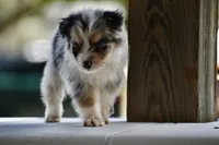 Cameo, a male Australian Shepherd for sale in Port Orange, FL – 8 of 10