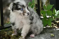 Aruba Blue, a female Australian Shepherd for sale in Port Orange, FL – 4 of 9