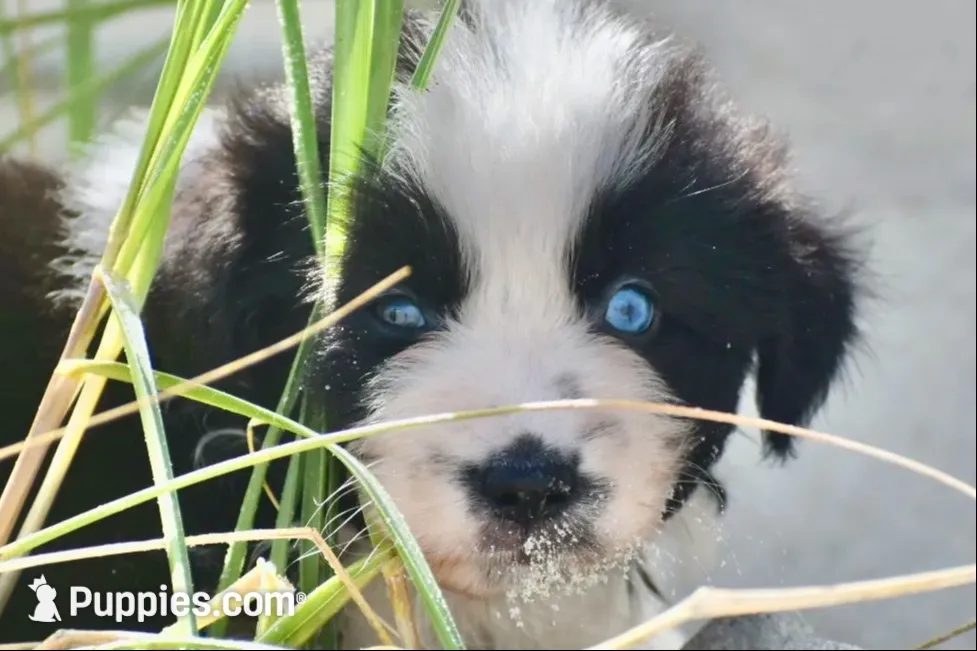 Stormy Blue, a female Australian Shepherd for sale in Port Orange, FL – 2 of 9