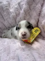 Rio Blue, a female Australian Shepherd for sale in Port Orange, FL – 4 of 6