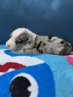 Cayman Blue, a male Australian Shepherd for sale in Port Orange, FL – 5 of 10