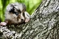 Aruba Blue, a female Australian Shepherd for sale in Port Orange, FL – 7 of 9
