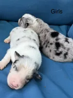Olympia, a female Australian Shepherd for sale in Port Orange, FL – 3 of 4