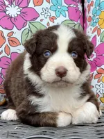 Clover, a male Australian Shepherd for sale in Port Orange, FL – Photo 6 of 9