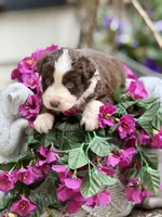 Clover, a male Australian Shepherd for sale in Port Orange, FL – Photo 8 of 9