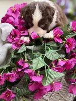 Clover, a male Australian Shepherd for sale in Port Orange, FL – Photo 5 of 9