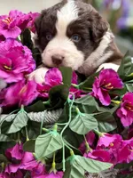 Clover, a male Australian Shepherd for sale in Port Orange, FL – Photo 4 of 9