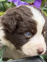 Clover, a male Australian Shepherd for sale in Port Orange, FL – Photo 2 of 9