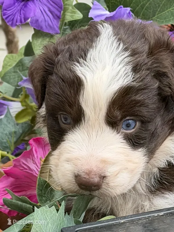 Clover – Australian Shepherd puppy for sale in Port Orange, FL