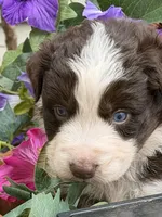 Clover, a male Australian Shepherd for sale in Port Orange, FL – Photo 1 of 9