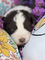 Clover, a female Australian Shepherd for sale in Port Orange, FL – Photo 2 of 3