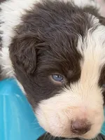 Clover, a female Australian Shepherd for sale in Port Orange, FL – Photo 3 of 3
