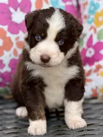 Clover, a male Australian Shepherd for sale in Port Orange, FL – Photo 3 of 9