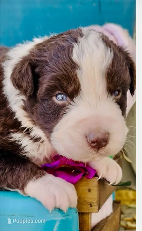 Clover – Australian Shepherd puppy for sale in Port Orange, FL