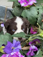 Clover, a male Australian Shepherd for sale in Port Orange, FL – Photo 9 of 9