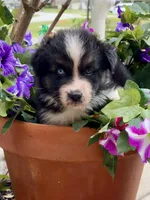 Oscar, a male Australian Shepherd for sale in Port Orange, FL – Photo 1 of 10