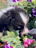 Oscar, a male Australian Shepherd for sale in Port Orange, FL – Photo 5 of 10