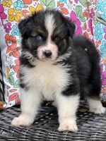 Oscar, a male Australian Shepherd for sale in Port Orange, FL – Photo 8 of 10