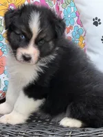 Oscar, a male Australian Shepherd for sale in Port Orange, FL – Photo 3 of 10