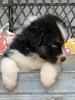 Oscar, a male Australian Shepherd for sale in Port Orange, FL – Photo 10 of 10