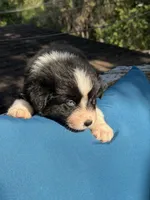 Oscar, a male Australian Shepherd for sale in Port Orange, FL – Photo 3 of 3