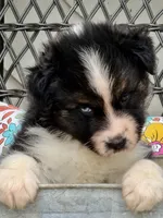 Oscar, a male Australian Shepherd for sale in Port Orange, FL – Photo 6 of 10