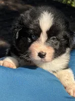 Oscar, a male Australian Shepherd for sale in Port Orange, FL – Photo 2 of 3