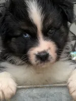 Oscar, a male Australian Shepherd for sale in Port Orange, FL – Photo 2 of 10