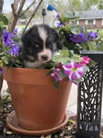 Oscar, a male Australian Shepherd for sale in Port Orange, FL – Photo 9 of 10