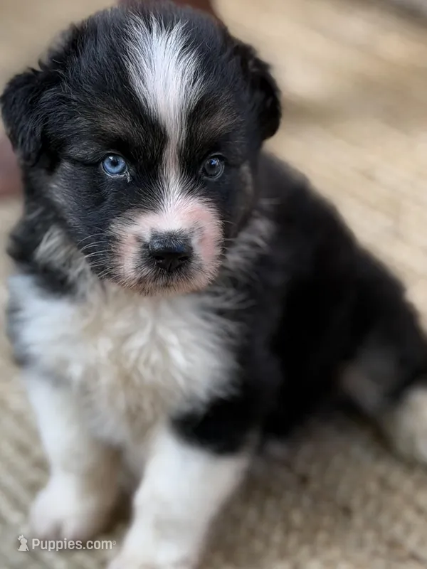 Oscar – Australian Shepherd puppy for sale in Port Orange, FL