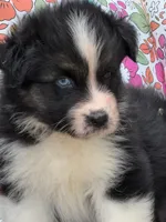 Oscar, a male Australian Shepherd for sale in Port Orange, FL – Photo 7 of 10