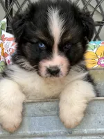Oscar, a male Australian Shepherd for sale in Port Orange, FL – Photo 4 of 10