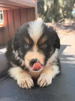 Breezy blue, a male Australian Shepherd for sale in Port Orange, FL – 3 of 10