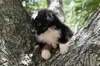 Scuba duba Blue, a male Australian Shepherd for sale in Port Orange, FL – 5 of 9