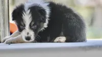 Freckles, a female Australian Shepherd for sale in Port Orange, FL – 3 of 8