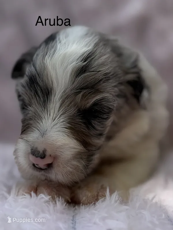 Aruba Blue – Australian Shepherd puppy for sale in Port Orange, FL