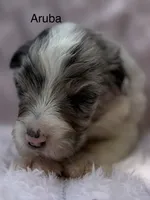 Aruba Blue, a female Australian Shepherd for sale in Port Orange, FL – 1 of 7