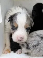 Cayman Blue, a male Australian Shepherd for sale in Port Orange, FL – 6 of 10