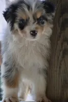 Cameo, a male Australian Shepherd for sale in Port Orange, FL – 7 of 10