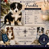 Freckles, a female Australian Shepherd for sale in Port Orange, FL – 1 of 6