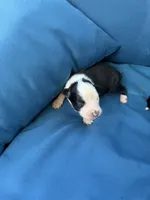 Gemini Blue, a female Australian Shepherd for sale in Port Orange, FL – 3 of 4