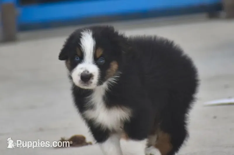 Breezy blue – Australian Shepherd puppy for sale in Port Orange, FL