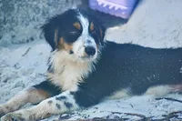 Freckles, a female Australian Shepherd for sale in Port Orange, FL – 6 of 10