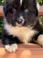 Sebastien, a male Australian Shepherd for sale in Port Orange, FL – 8 of 10